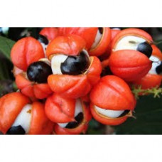 Full Spectrum Guarana - 100 Capsules